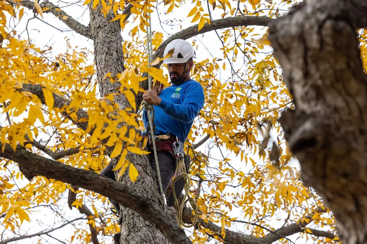 Skilled Tree Trimming crew working in Groton